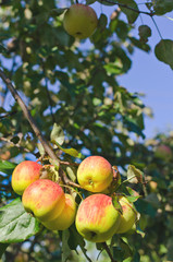 Fresh red and yellow apples on a tree in garden. Toning effect