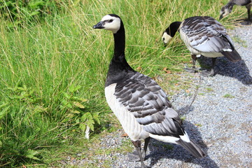 Weißwangengänse (Nonnengänse)
