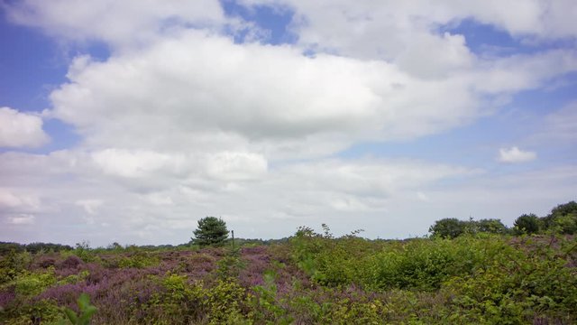 Blue sky with clouds above purple heath, Texel, Netherlands, 4K time lapse