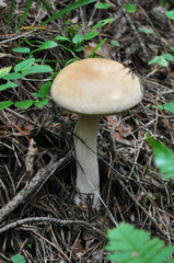 big brown cap boletus