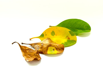 Fototapeta premium green leaves and dry leaves on white background