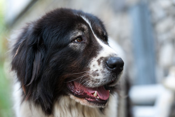 Portrait of a Bucovina shepherd dog