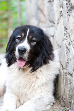 Portrait Of A Bucovina Shepherd Dog