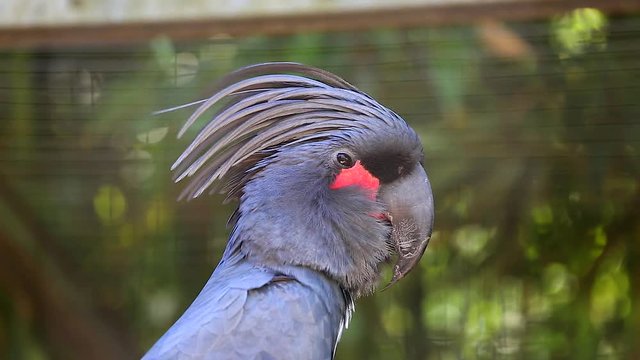 Palm Cockatoo Black Parrot Closeup (Probosciger Aterrimus)