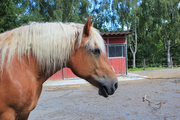 Kopf eines Haflingers (Pferd) auf seiner Koppel © rbkelle
