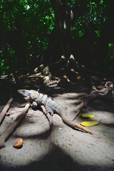 Iguana nel sottobosco
