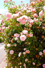 ROSIER DANS VILLAGE DRÖME