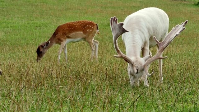 deer, a doe and a white albino stag grazing on a meadow