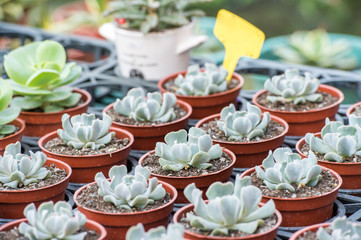 topsy turvy echeveria
