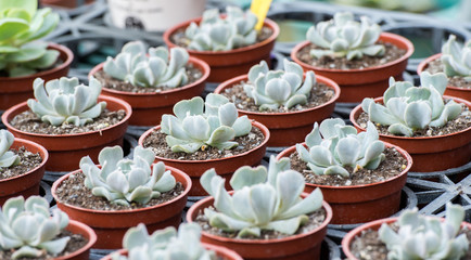 topsy turvy echeveria
