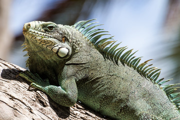 Naklejka premium Jaszczurka Iguana zielona, tropikalna istota, wspinająca się na palmy na karaibskiej wyspie Gwadelupa.