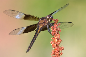 Dragonfly, Widow Skimmer