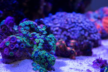 マメスナギンチャク