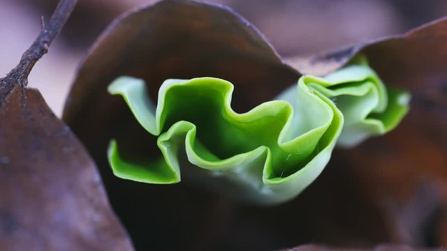 Buchenkeimling im Fr&uuml;hling