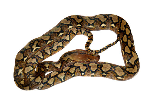 Reticulated Python on white background