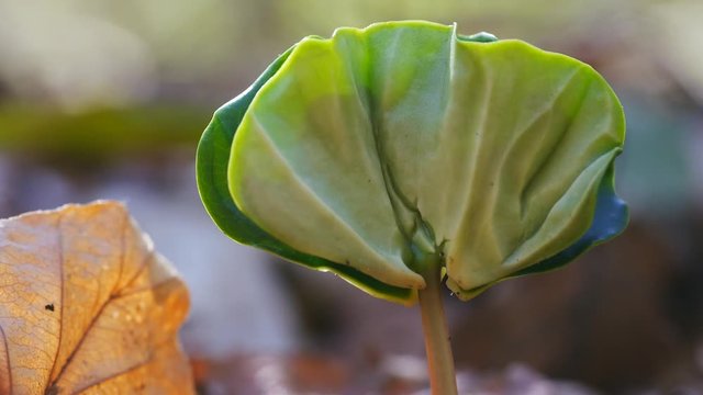 Buchenkeimling im Fr&uuml;hling