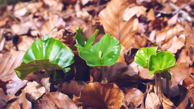 Buchenkeimlinge im Fr&uuml;hling