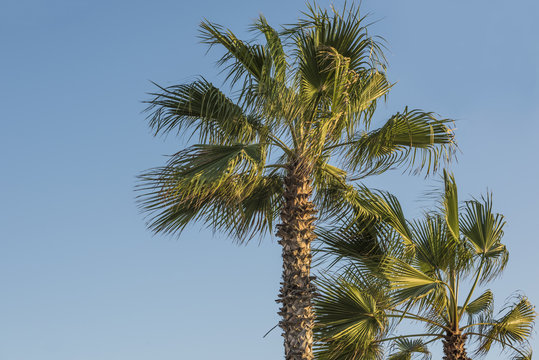 Closeup of palms against blue sky in California during sunset