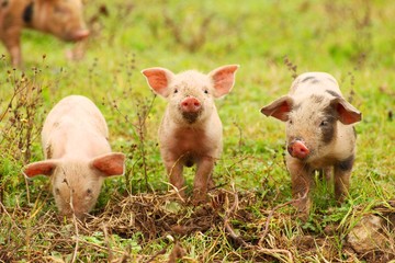 Three little piglets in nature