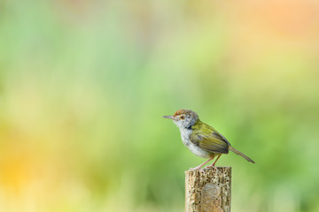 Common tailor bird