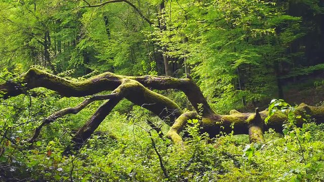 Alte umgeworfene Eiche-Windbruch