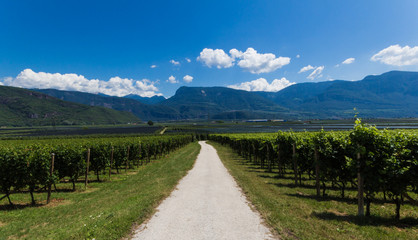 Fototapeta na wymiar Vineyards on the wine route in Bozen
