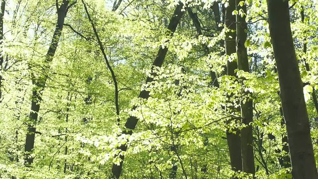 Buchenlaubwald im Frühling