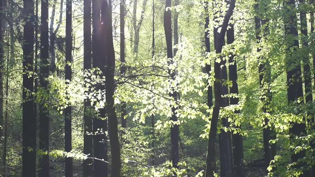 Buchenlaubwald im Fr&uuml;hling