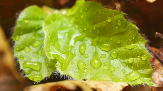 Nasses Buchenblatt-Blattstruktur