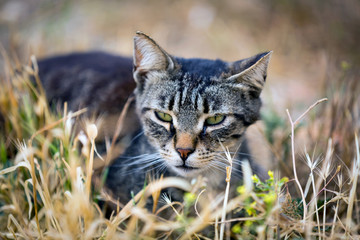Fototapeta premium cay in dry grass