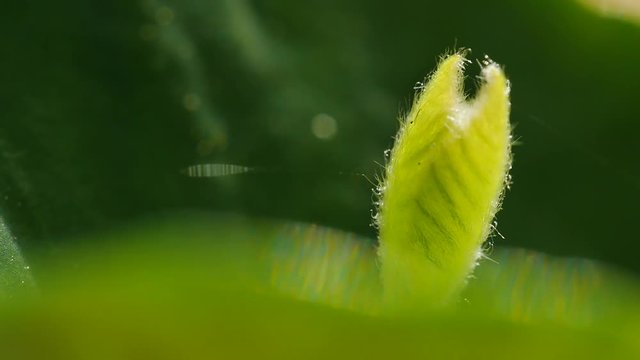 Keimling aus Bucheckern