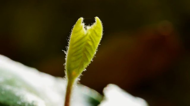Keimling aus Bucheckern