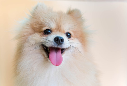 Dog pomeranian spitz smiling