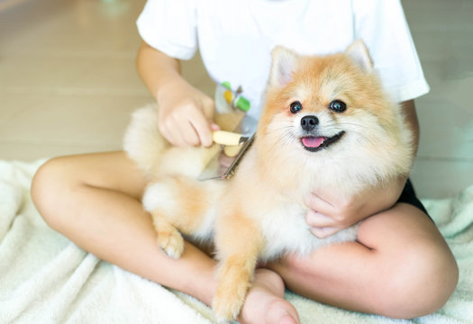 Brushing her Pomeranian dog