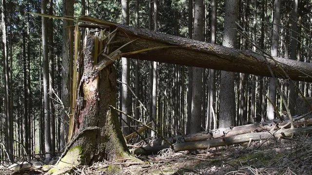 Windwurf-geknickter Fichtenstamm