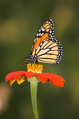 Naklejka na ściany i meble Monarch Butterfly