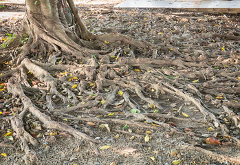The roots of the banyan tree.in Thailand. 
