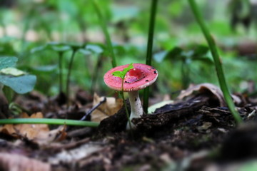 Грибы в лесу, сыроежка