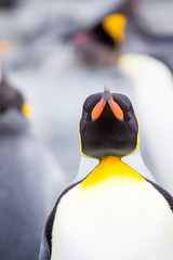 Beautiful Pengiuns portrait close up.