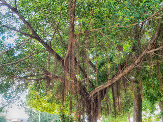 The roots of the banyan tree.in Thailand. 
