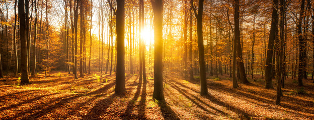 Wald Panorama im Sonnenlicht