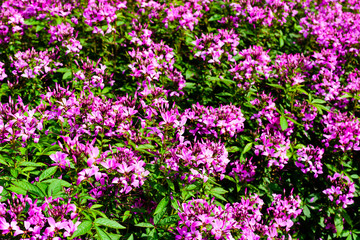 Unknown pink flowers found in a flowerbed in a public park.