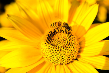 Honeybee pollinating a bright yellow Heliopsis helianthoides cultivar (rough oxeye, smooth oxeye or false sunflower)