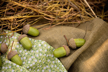 the first crop of acorns