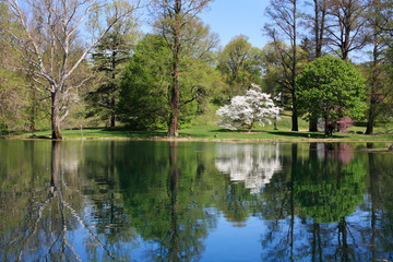 Fototapeta na wymiar Reflection And Pond