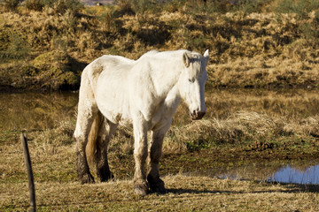 Beautiful white stallion on the edge of a pond