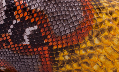 Python snakeskin leather background, snake skin, texture, animal, reptile