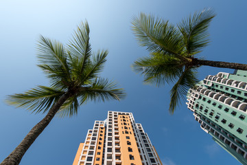 Fototapeta na wymiar Tall Condominium Buildings and Palm Trees in Blue Sky