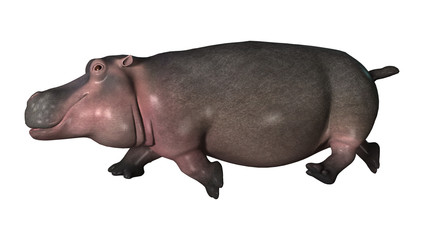 3D Rendering Hippopotamus on White