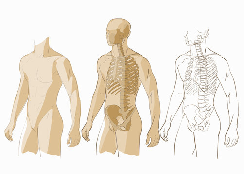 Human body and skeleton